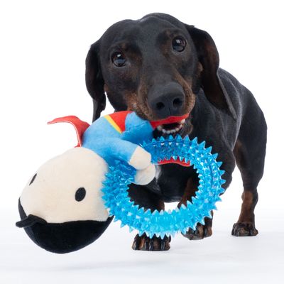 Pes si hraje s hračkou složenou z modrého kousacího kroužku a plyšové figurky v designu superhrdiny.