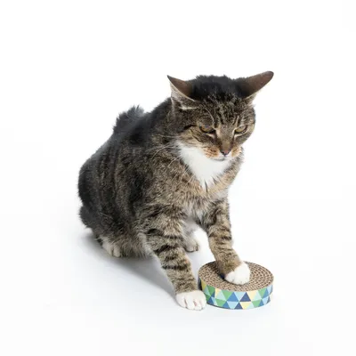 Cat demonstrating the use of a round cardboard scratching toy with a colourful geometric pattern.