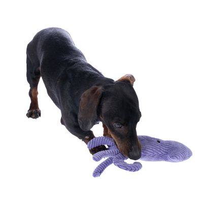 Pies bawi się fioletową zabawką z tkaniny w kształcie ośmiornicy.