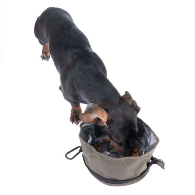 Petit chien noir mangeant des croquettes dans une gamelle souple grise avec fermeture éclair visible sur le côté.