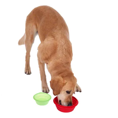 Dog drinking from red collapsible bowl, next to green collapsible bowl. Shows use of portable pet feeding bowls.