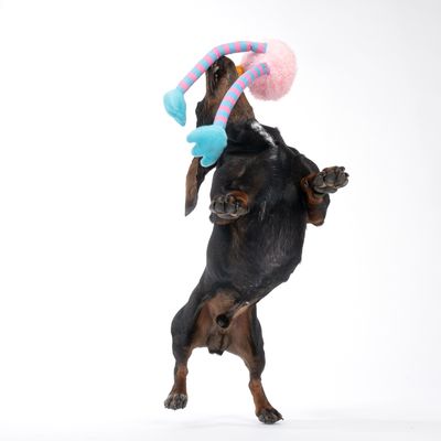 Cane gioca con un gioco di peluche colorato con braccia a righe e estremità blu.