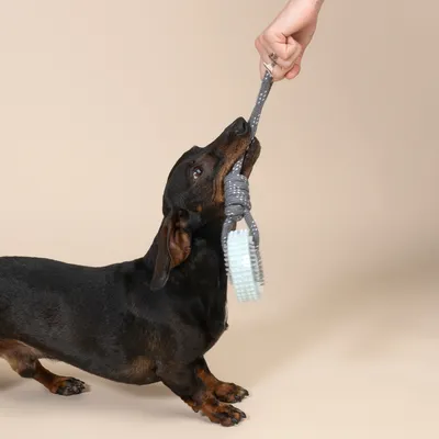 Hund spielt mit einem grauen Kauspielzeug aus Seil und Kunststoff, das von einer Hand gehalten wird.