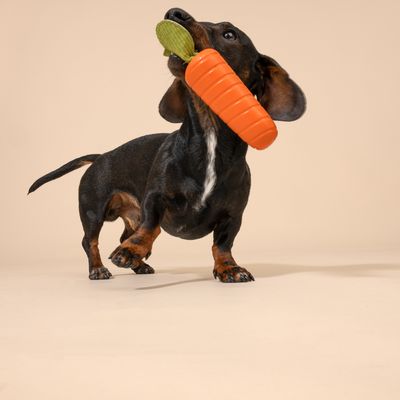Teckel tenant un jouet en forme de carotte orange et un objet vert dans la gueule, sur fond uni beige. Jouet pour chien visible.