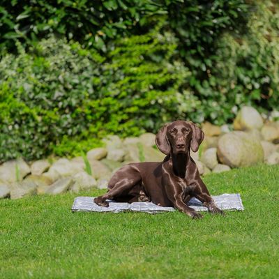 Perro tumbado sobre una alfombrilla refrigerante plateada en el jardín, rodeado de césped y piedras.