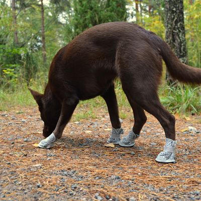 Kutya szürke védőcipőben egy erdei úton. A cipők védik a mancsokat a durva talajtól.