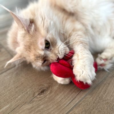Jasnobrązowy kot bawi się czerwoną pluszową zabawką na drewnianej podłodze.