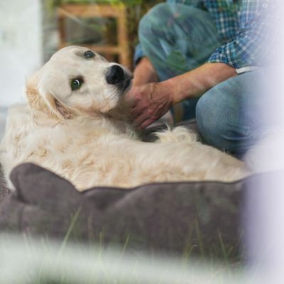 Hunter hundesofa Boston