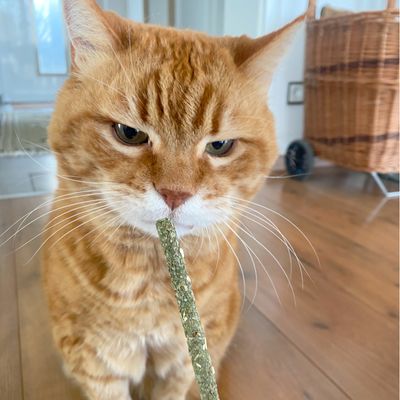 Czerwony kot wącha zielony przysmak w formie pałeczki z materiału roślinnego.