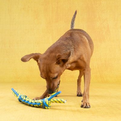 Pies bawi się żółto-niebieską zabawką do gryzienia z materiału sznurkowego.