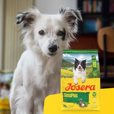 Josera SensiPlus Adult karma dla psów, żółte opakowanie ze zdjęciem psa i kaczki, 79% białka zwierzęcego, dla wszystkich rozmiarów.