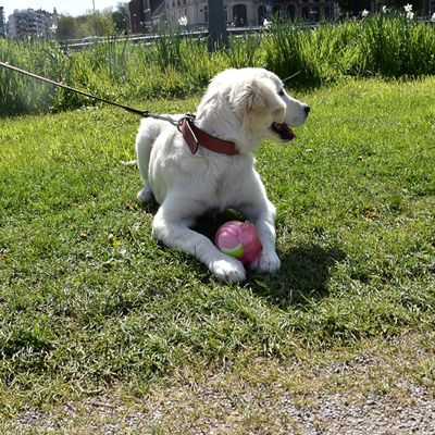 Bobby Lumaca gioco per cani