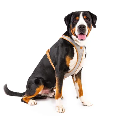 Curli Alpine Belka harnais pour chien, gris Curli Alpine Belka harnais pour chien, gris
