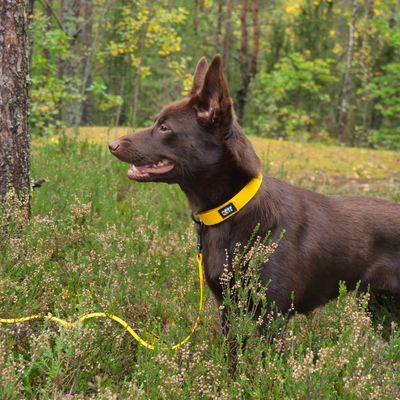 Rukka Biodipro halsband, geel