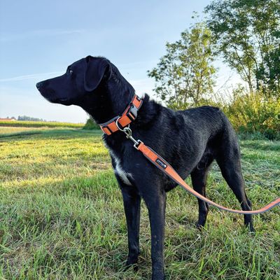 Petlando Outdoor 3 m di Guinzaglio, arancione