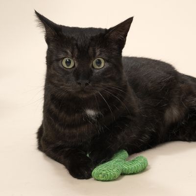 TIAKI Cactus in sisal per gatti