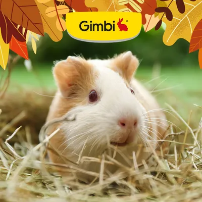 Gimbi Mother Nature Guinea Pig Pellet marsvinsfoder - 500 g