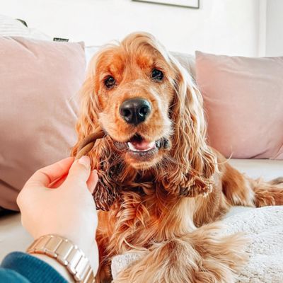 Hund erhält einen Kausnack aus der Hand einer Person, Anwendung des Snacks wird gezeigt.