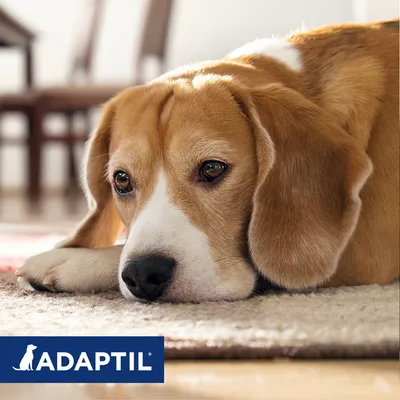 Hund med brun og hvid pels ligger på tæppe. Nederst til venstre ses teksten 'ADAPTI' med en silhuet af en hund.