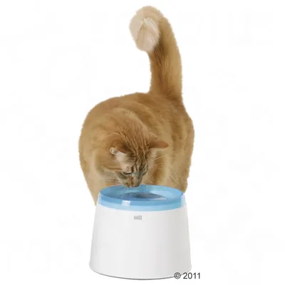 Chat roux buvant dans une fontaine à eau blanche avec rebord bleu clair, marque Catit visible sur le devant du produit.