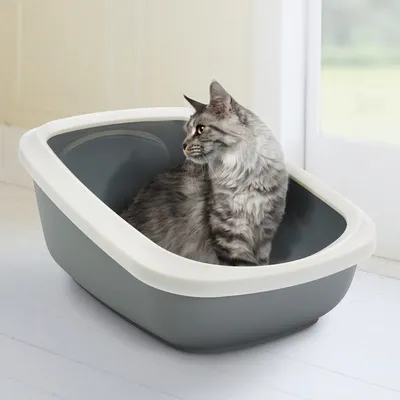 Graue Katze sitzt in einer grauen Katzentoilette mit weissem Rand. Produkt zeigt Nutzung der Katzentoilette.