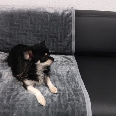 Coperta protettiva grigia su divano nero, con un piccolo cane sdraiato sopra. La coperta protegge i mobili da peli di animali e sporco.