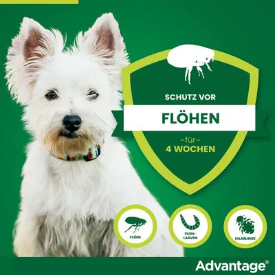Schutz vor Flöhen für 4 Wochen. Wirkt gegen Flöhe, Flohlarven und Haarlinge. Marke: Advantage.