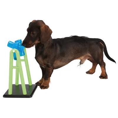 Hond bij interactief hondenspeelgoed van groen en blauw plastic op zwarte voet, staand op witte achtergrond.