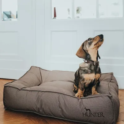 Hundebett mit braunem Stoff und Hunter-Logo, Hund sitzt darauf in einem Innenraum.