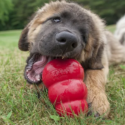 Cane che gioca con un gioco KONG rosso sull’erba. Logo KONG visibile sul gioco.