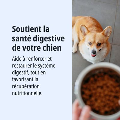 Soutient la santé digestive de votre chien. Aide à renforcer et à restaurer le système digestif, ainsi qu'à favoriser l'absorption des nutriments.