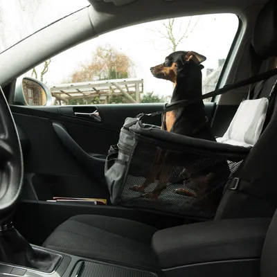 Petit chien assis dans un siège auto pour animaux, fixé sur le siège passager avant d'une voiture, harnais attaché, paroi en maille visible.