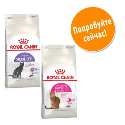 Два пакета корма для кошек Royal Canin: Regular Sterilised 37 и Feline Preference Savour Exigent. Оранжевый круг с текстом: Попробуйте сейчас!