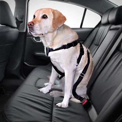 Chien assis sur la banquette arrière d’une voiture, portant un harnais de sécurité noir attaché à la ceinture de sécurité.
