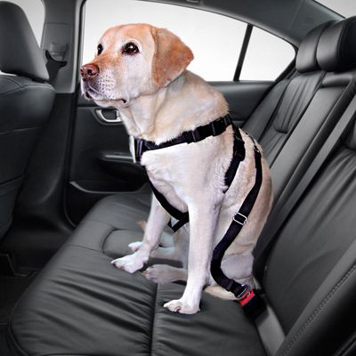 Set Imbracatura per cani Trixie + Coperta in microfibra Smartpet Pawzzz 50 - 70 cm circ. torace + coperta L 100 x P 75 cm