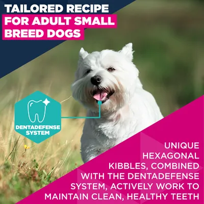 Eukanuba Premium Nutrition Adult Small Breed csirke - 3 kg