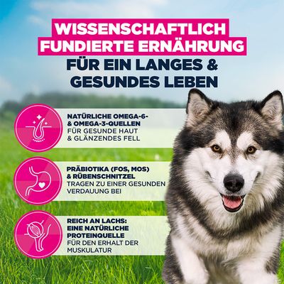 Eukanuba Premium Nutrition Adult Large & Giant Breed с лососем - 2 x 12 кг