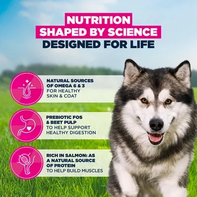 Eukanuba Premium Nutrition Adult Large & Giant Breed losos - 12 kg