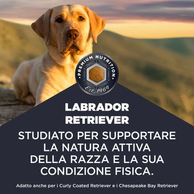 Labrador Retriever. Sviluppato per il sostegno della natura attiva e della condizione fisica della razza. Adatto anche per Curly Coated Retriever e Chesapeake Bay Retriever.