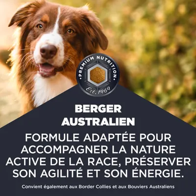 Berger australien. Formule adaptée à la nature active de la race, préserve l’agilité et l’énergie. Convient également aux Border Collies et aux bouviers australiens. Berger australien. Formule adaptée à la nature active de la race, préserve l’agilité et l’énergie. Convient également aux Border Collies et aux bouviers australiens.