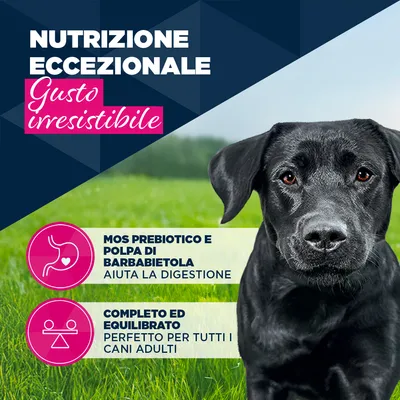 Eukanuba Adult Ricco di Agnello con Patate - Set %: 48 x 400 g