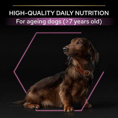 HIGH-QUALITY DAILY NUTRITION. For ageing dogs (>7 years old). Teksti englanniksi, kuvassa vanhempi mäyräkoira mustalla taustalla.