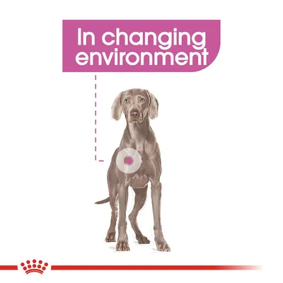 Dog illustration with highlighted area on body and text reading 'In changing environment', indicating product relevance to environmental changes.