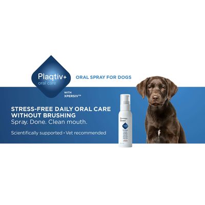 Plaqitv+ oral care Oral Spray til hunde med XPERSIV. Stressfri daglig mundpleje uden tandbørstning. Spray. Færdig. Ren mund. Videnskabeligt dokumenteret, anbefalet af dyrlæger.