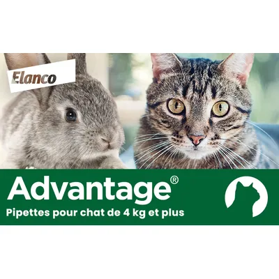 Advantage® 80 pour chat > 4 kg - 6 mois de protection (6 pipettes)
