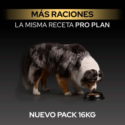 Más porciones, misma receta Pro Plan, nuevo paquete de 16 kg. Perro come del cuenco.