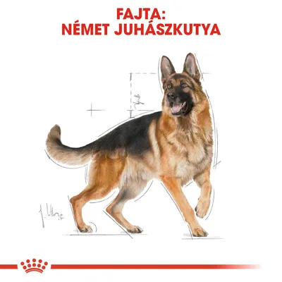 Fajta: NÉMET JUHÁSZKUTYA felirat, illusztráció egy német juhászkutyáról vázlatos háttérrel.