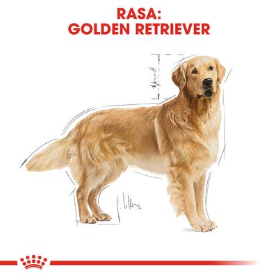 Ilustrație cu un câine de rasă Golden Retriever, text vizibil: „Rasa: Golden Retriever” în partea de sus a imaginii.