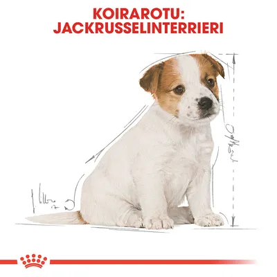 Koirarotu: Jackrusselinterrieri, teksti ylhäällä punaisella. Kuvassa istuva valkoinen koira, taustalla mittaviivoja ja luonnosmaisia merkintöjä.