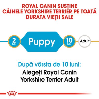 ROYAL CANIN susține câinele Yorkshire Terrier pe toată durata vieții sale. Puppy 2 luni–10 luni. După vârsta de 10 luni: Alegeți Royal Canin Yorkshire Terrier Adult.